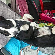 Shaojin a rejoint le concours — aidez-le/la à gagner de superbes lots ! dog, black_and_white, lying_down, car, blanket, pillow, pet, canine, resting, indoor, seat, harness, cozy, relaxed, colorful, pink_bag, fur, paw, sleepy, vehicle_interior