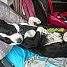 dog, black_and_white, lying_down, car, blanket, pillow, pet, canine, resting, indoor, seat, harness, cozy, relaxed, colorful, pink_bag, fur, paw, sleepy, vehicle_interior