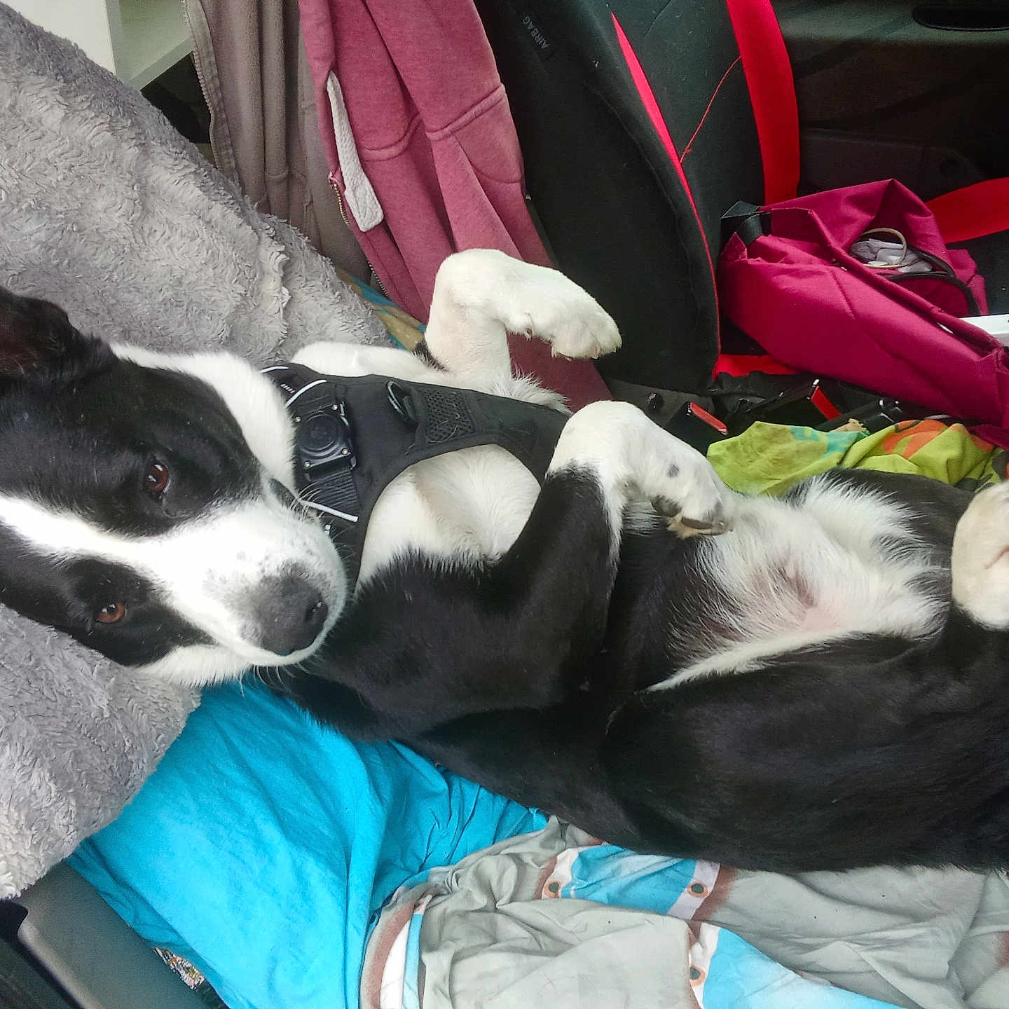 Shaojin a rejoint le concours — aidez-le/la à gagner de superbes lots ! dog, black_and_white, lying_down, car, blanket, pillow, pet, canine, resting, indoor, seat, harness, cozy, relaxed, colorful, pink_bag, fur, paw, sleepy, vehicle_interior