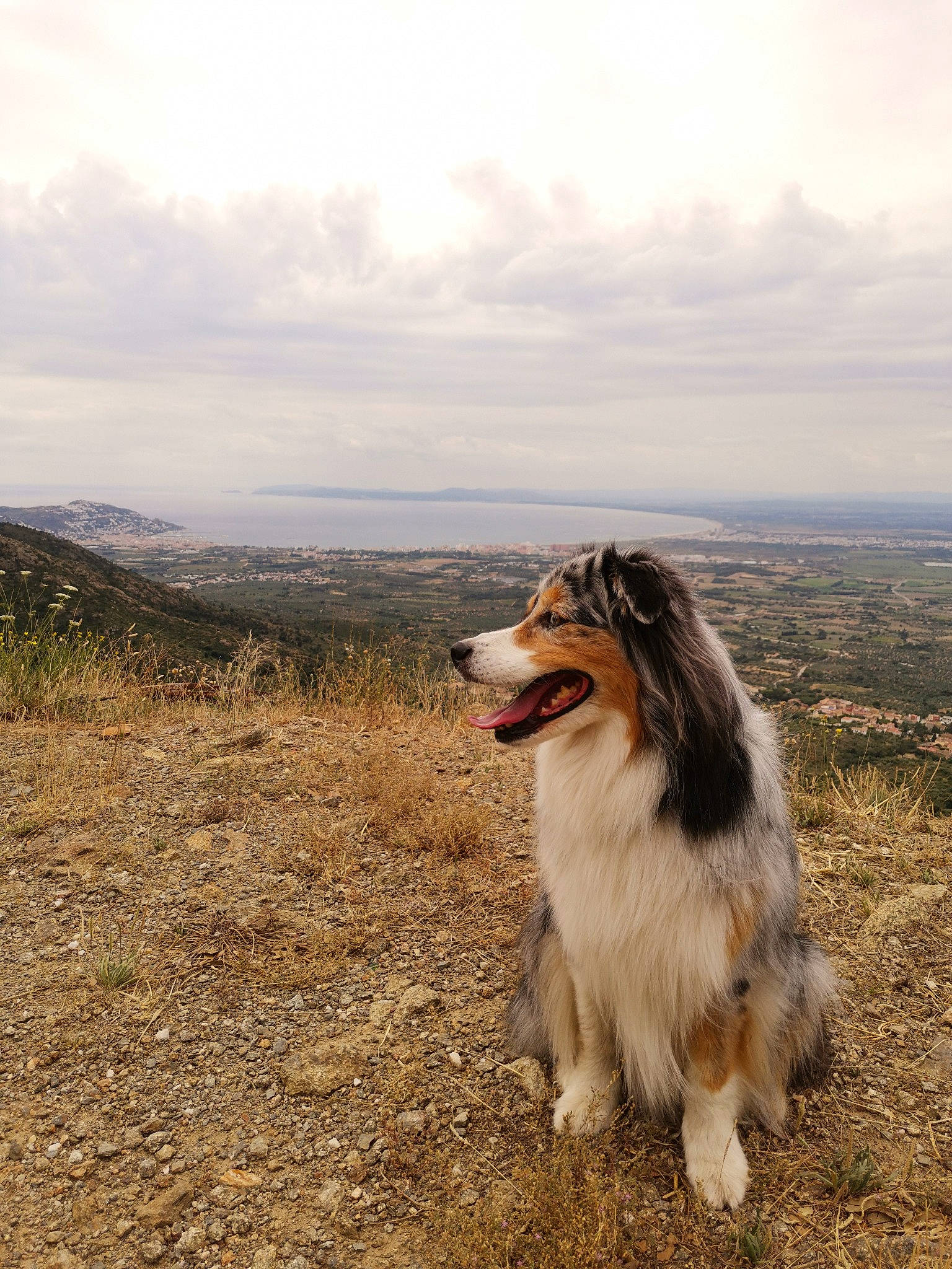 Hawaï a rejoint le concours — aidez-le/la à gagner de superbes lots ! australian_shepherd, canidae, carnivore, collie, dog, dog_breed, herding_dog, mammal, miniature_australian_shepherd, rough_collie, scotch_collie, shetland_sheepdog, sky, vertebrate