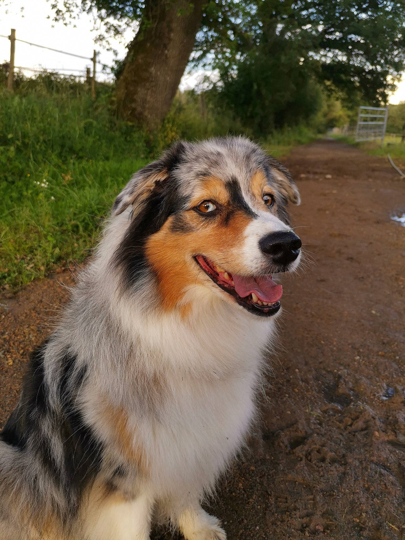 Hawaï a rejoint le concours — aidez-le/la à gagner de superbes lots ! australian_collie, australian_shepherd, canidae, carnivore, collie, companion_dog, dog, dog_breed, english_shepherd, herding_dog, mammal, miniature_australian_shepherd, rare_breed_dog, rough_collie, scotch_collie, shetland_sheepdog, snout, sporting_group, vertebrate, welsh_sheepdog
