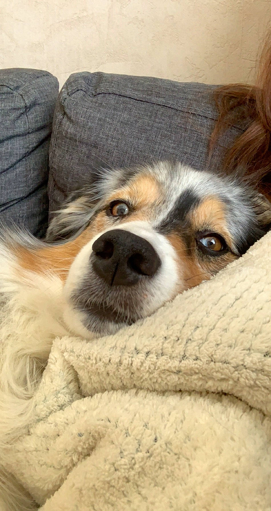 Hawaï a rejoint le concours — aidez-le/la à gagner de superbes lots ! australian_shepherd, canidae, carnivore, companion_dog, dog, dog_breed, fur, mammal, miniature_australian_shepherd, nose, papillon, phalene, puppy, rare_breed_dog, snout, sporting_group, vertebrate, welsh_sheepdog, whiskers