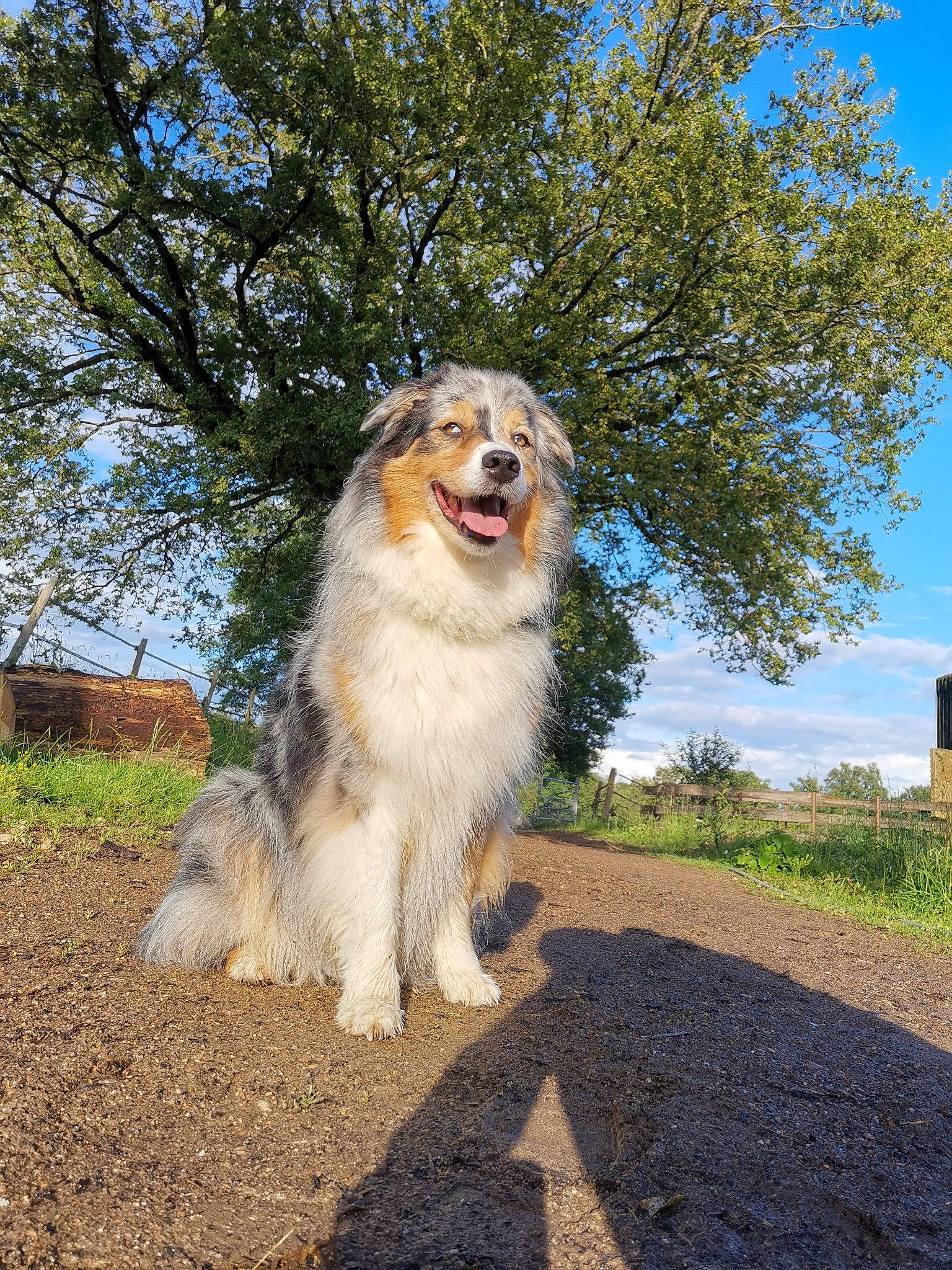 Hawaï a rejoint le concours — aidez-le/la à gagner de superbes lots ! australian_shepherd, basque_shepherd_dog, canidae, carnivore, carpathian_shepherd_dog, collie, companion_dog, dog, dog_breed, herding_dog, mammal, miniature_australian_shepherd, rare_breed_dog, rough_collie, scotch_collie, shetland_sheepdog, sporting_group, tree, vertebrate, working_dog