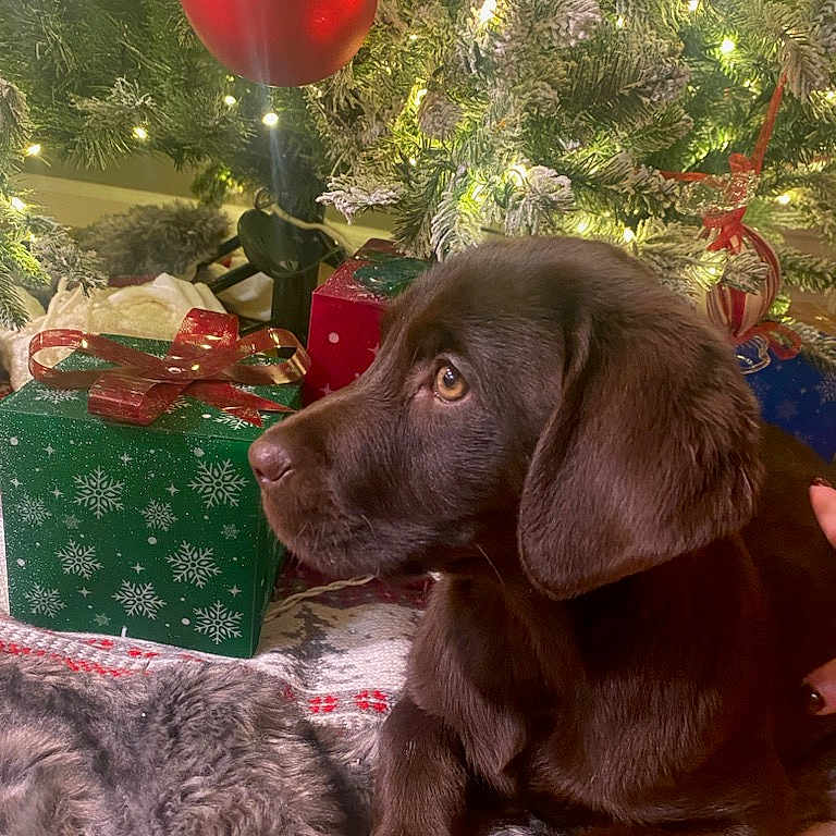 Harley joined the competition — help win amazing prizes! animal, brown, chocolate_lab, christmas_tree, cozy, cute, decorations, dog, festive, floor, fur, gift_boxes, holiday, indoors, lights, ornaments, pet, present, puppy, winter