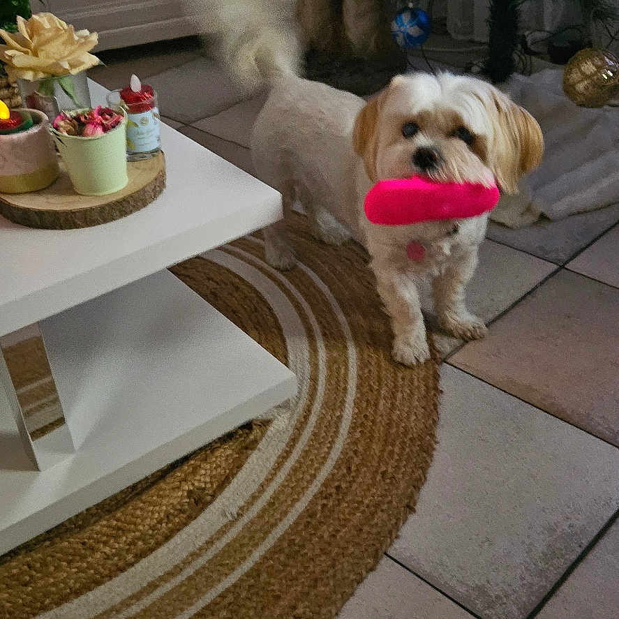 Jessie