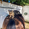 Mimi a rejoint le concours — aidez-le/la à gagner de superbes lots ! cat, tabby_cat, animal, pet, furry, striped, sitting, perched, horse, back, outdoor, garden, sunlight, shadows, trees, wall, cobblestone, portrait, whiskers, ears