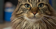 Mimi participe au concours pour gagner de l'argent avec cette photo : cat, tabby_cat, longhaired_cat, fluffy, fur, whiskers, ears, eyes, green_eyes, pet, animal, portrait, closeup, indoor, sitting, staring, brown_fur, striped_fur, blurred_background, photography