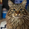 cat, tabby_cat, longhaired_cat, fluffy, fur, whiskers, ears, eyes, green_eyes, pet, animal, portrait, closeup, indoor, sitting, staring, brown_fur, striped_fur, blurred_background, photography