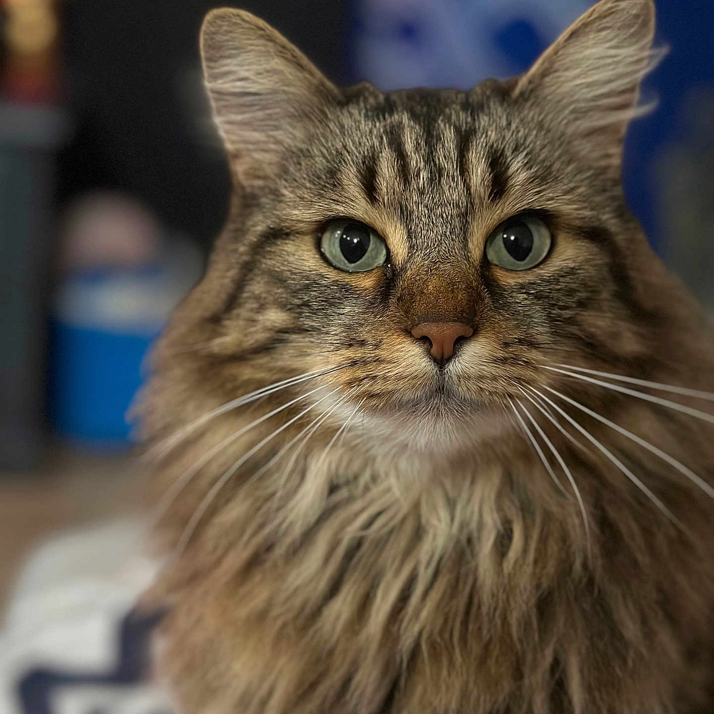 Mimi