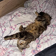 Mimi participe au concours pour gagner de l'argent avec cette photo : cat, tabby_cat, fluffy, pet, animal, lying_down, upside_down, bed, bedspread, floral_pattern, indoors, bedroom, fur, striped_fur, green_eyes, whiskers, paws, tail, relaxed, portrait