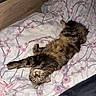 cat, tabby_cat, fluffy, pet, animal, lying_down, upside_down, bed, bedspread, floral_pattern, indoors, bedroom, fur, striped_fur, green_eyes, whiskers, paws, tail, relaxed, portrait