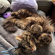 Leon joined the competition — help win amazing prizes! cat, tabby, fluffy, sleeping, blanket, plush_toy, elephant_plush, game_controller, cookies, packaging, window, indoor, cozy, fur, whiskers, cable, table, relaxing, pet, soft
