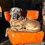 animal, brick_wall, brown_dog, carpet, cozy, dog, floor, furniture, home, indoor, large_dog, leather_chair, muscular, orange_chair, pet, portrait, relaxed, resting, shadow, sunlight