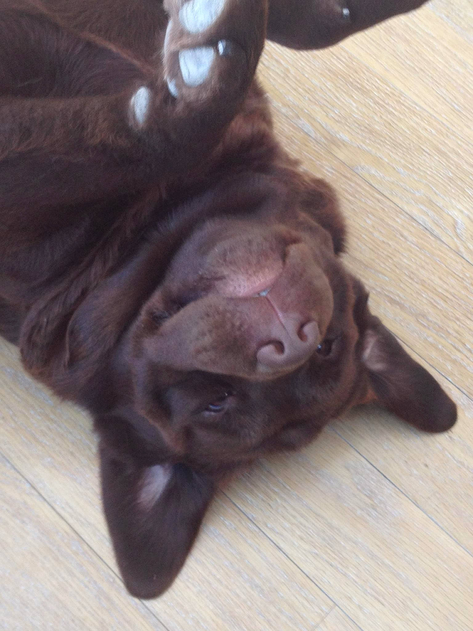 Even participe au concours pour gagner de l'argent avec cette photo : canidae, carnivore, dog, dog_breed, ear, fawn, flat_coated_retriever, labrador_retriever, liver, nose, pointing_breed, puppy, retriever, sporting_group, weimaraner