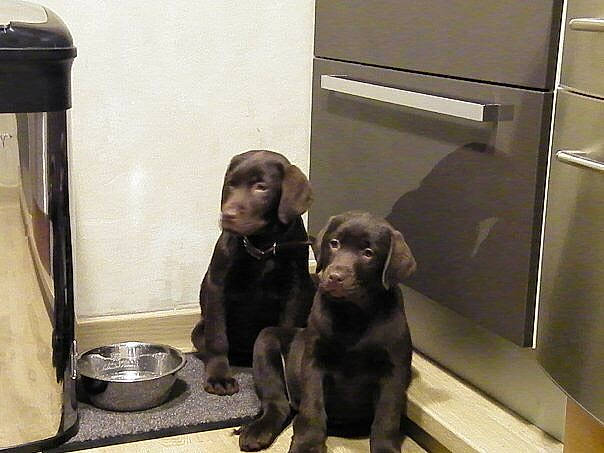 Even participe au concours pour gagner de l'argent avec cette photo : beagador, borador, canidae, carnivore, companion_dog, dog, dog_breed, flat_coated_retriever, labrador_retriever, liver, pointing_breed, puppy, retriever, sporting_group, weimaraner