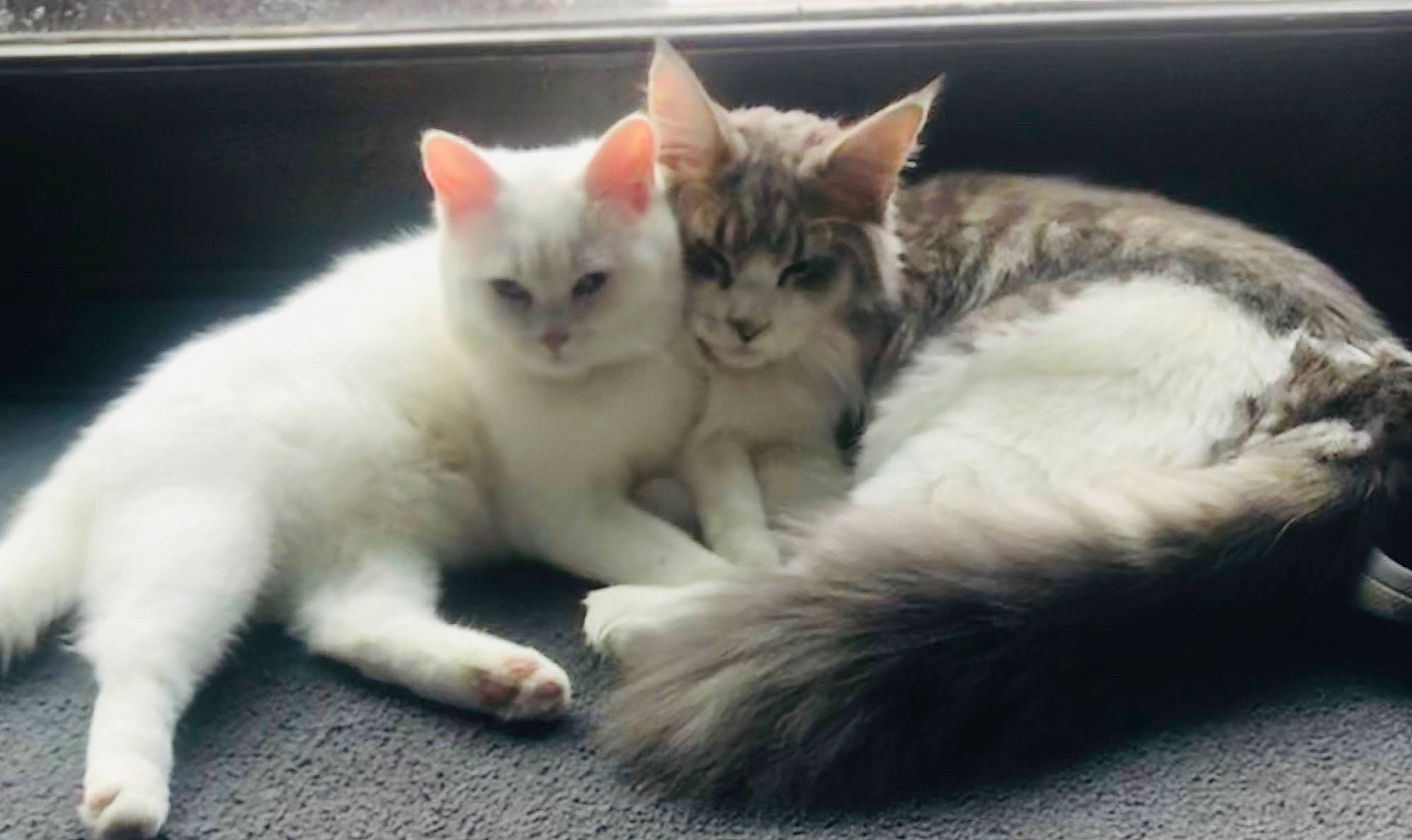 Paloma participe au concours pour gagner de l'argent avec cette photo : aegean_cat, american_wirehair, asian, burmilla, carnivore, cat, domestic_short_haired_cat, european_shorthair, eye, felidae, khao_manee, kitten, mammal, ojos_azules, polydactyl_cat, small_to_medium_sized_cats, turkish_angora, turkish_van, vertebrate, whiskers