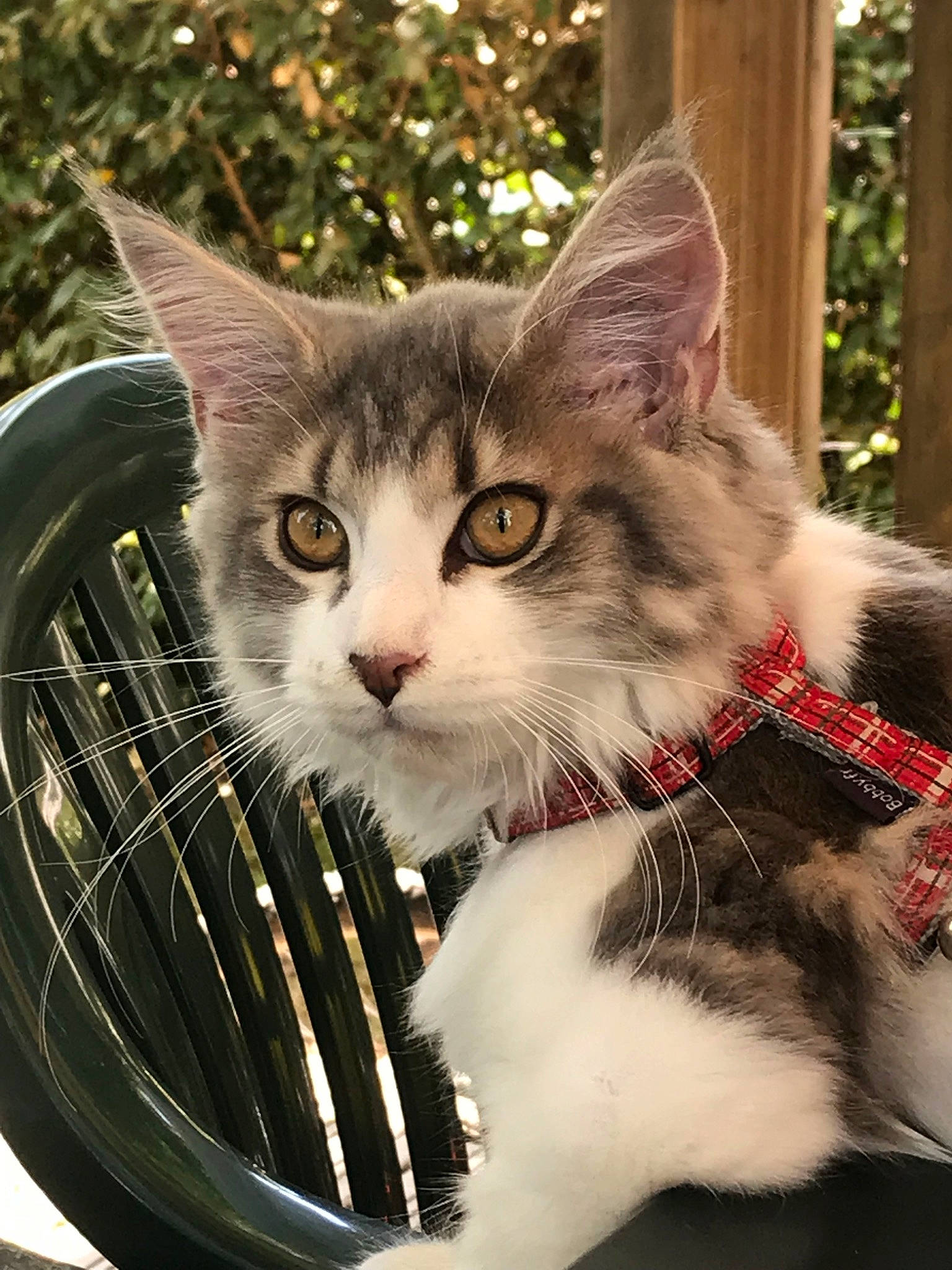 Paloma a rejoint le concours — aidez-le/la à gagner de superbes lots ! aegean_cat, american_shorthair, american_wirehair, carnivore, cat, domestic_long_haired_cat, domestic_short_haired_cat, european_shorthair, felidae, fur, kitten, maine_coon, mammal, norwegian_forest_cat, polydactyl_cat, ragamuffin, small_to_medium_sized_cats, snout, tabby_cat, whiskers