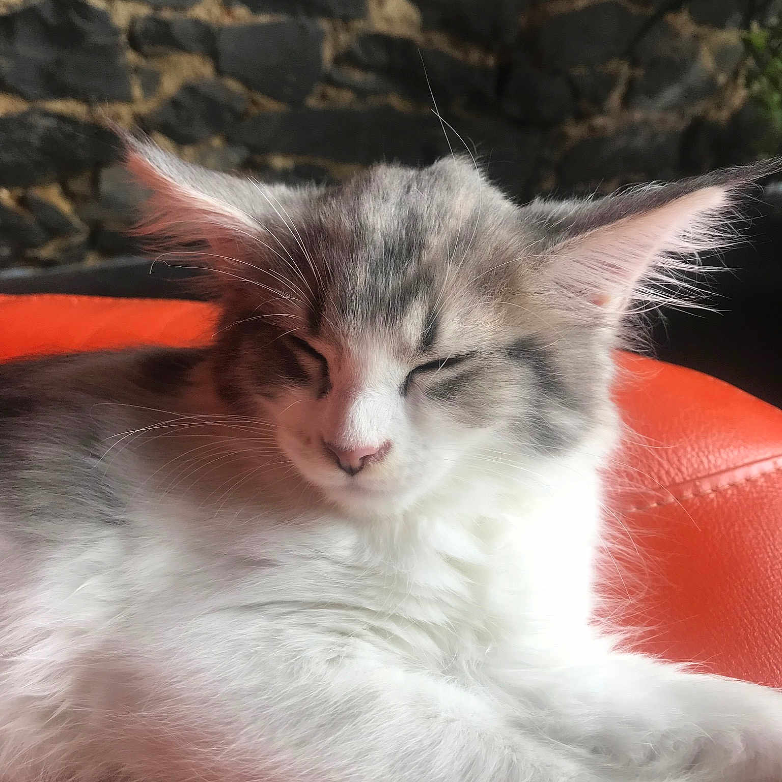Paloma