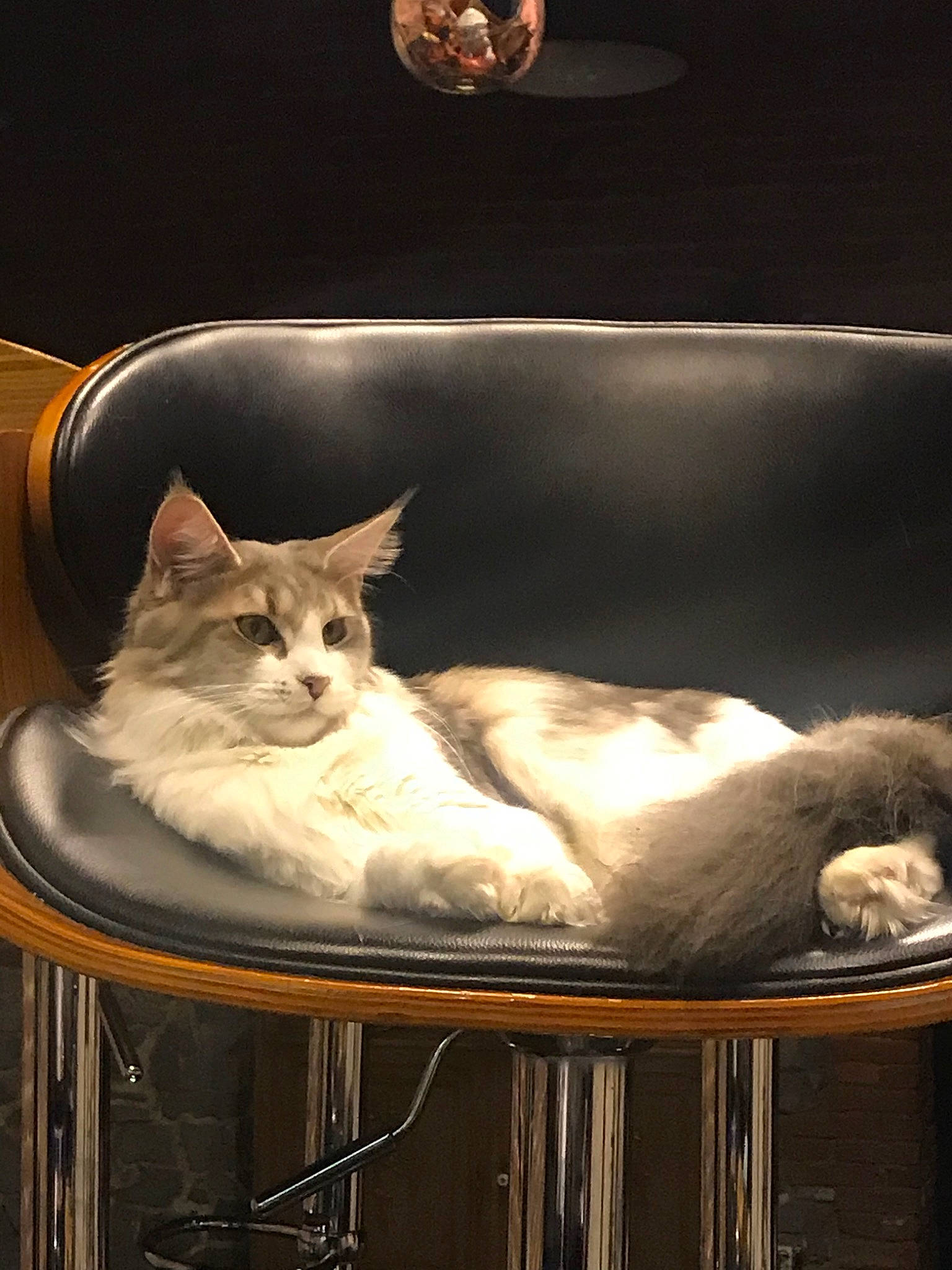 Paloma a rejoint le concours — aidez-le/la à gagner de superbes lots ! asian, burmilla, carnivore, cat, felidae, small_to_medium_sized_cats, somali, whiskers