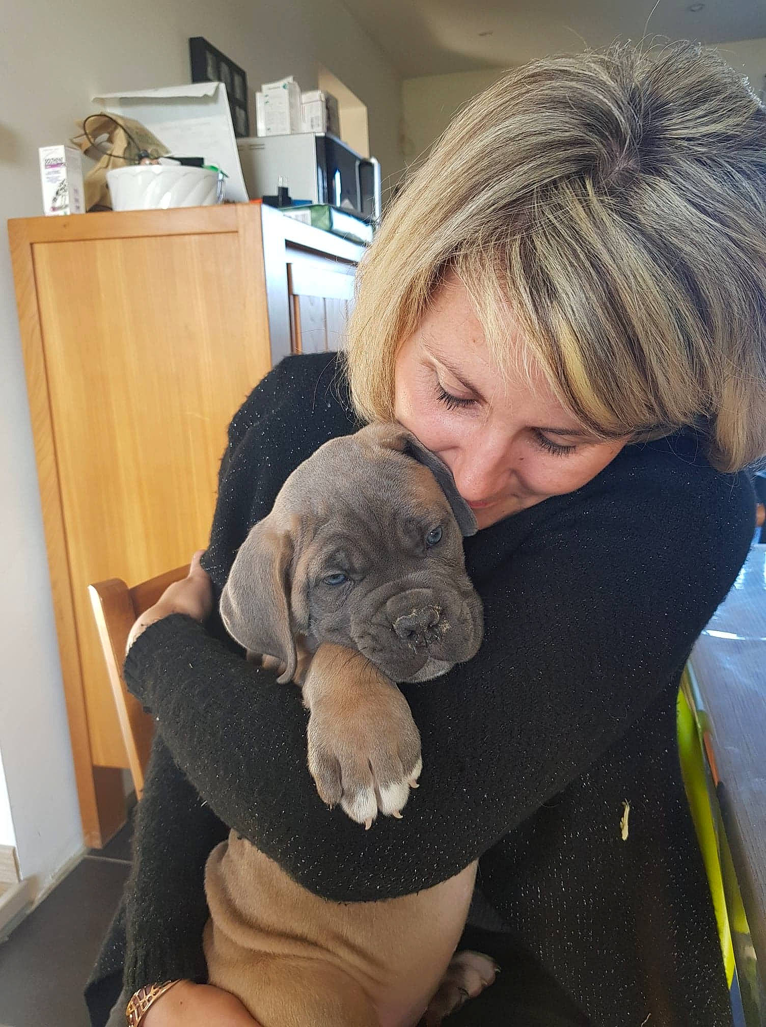 Pogo a rejoint le concours — aidez-le/la à gagner de superbes lots ! cane_corso, canidae, carnivore, companion_dog, dog, dog_breed, fawn, fila_brasileiro, great_dane, guard_dog, mammal, neapolitan_mastiff, puppy, puppy_love, shar_pei, sporting_group, vertebrate