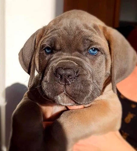 Pogo a rejoint le concours — aidez-le/la à gagner de superbes lots ! american_mastiff, boerboel, boxer, bullmastiff, cane_corso, canidae, carnivore, companion_dog, dog, dog_breed, english_mastiff, fawn, korean_mastiff, mammal, molosser, puppy, rare_breed_dog, snout, vertebrate, wrinkle