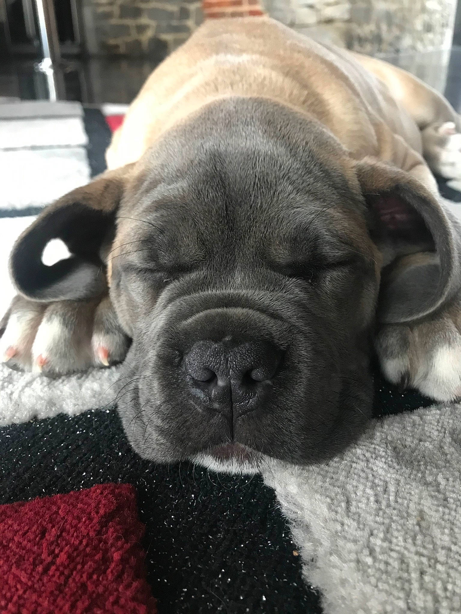 Pogo participe au concours pour gagner de l'argent avec cette photo : boxer, bullmastiff, cane_corso, canidae, carnivore, companion_dog, dog, dog_breed, fawn, korean_mastiff, mammal, molosser, non_sporting_group, old_english_bulldog, ori_pei, snout, sporting_group, vertebrate, wrinkle