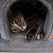 Goose joined the competition — help win amazing prizes! cat, tabby_cat, paw, whiskers, fur, cat_cave, soft_texture, pet, indoor, cozy, animal, cute, resting, hideout, curious, feline, gray, closeup, relaxing, domestic_cat
