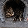 cat, tabby_cat, paw, whiskers, fur, cat_cave, soft_texture, pet, indoor, cozy, animal, cute, resting, hideout, curious, feline, gray, closeup, relaxing, domestic_cat