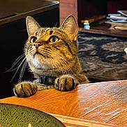 Biggy joined the competition — help win amazing prizes! cat, tabby, indoor, wooden_table, paws, curious, green_eyes, collar, pet, feline, whiskers, closeup, fur, animal, domestic, looking_up, table_edge, cozy, home, background