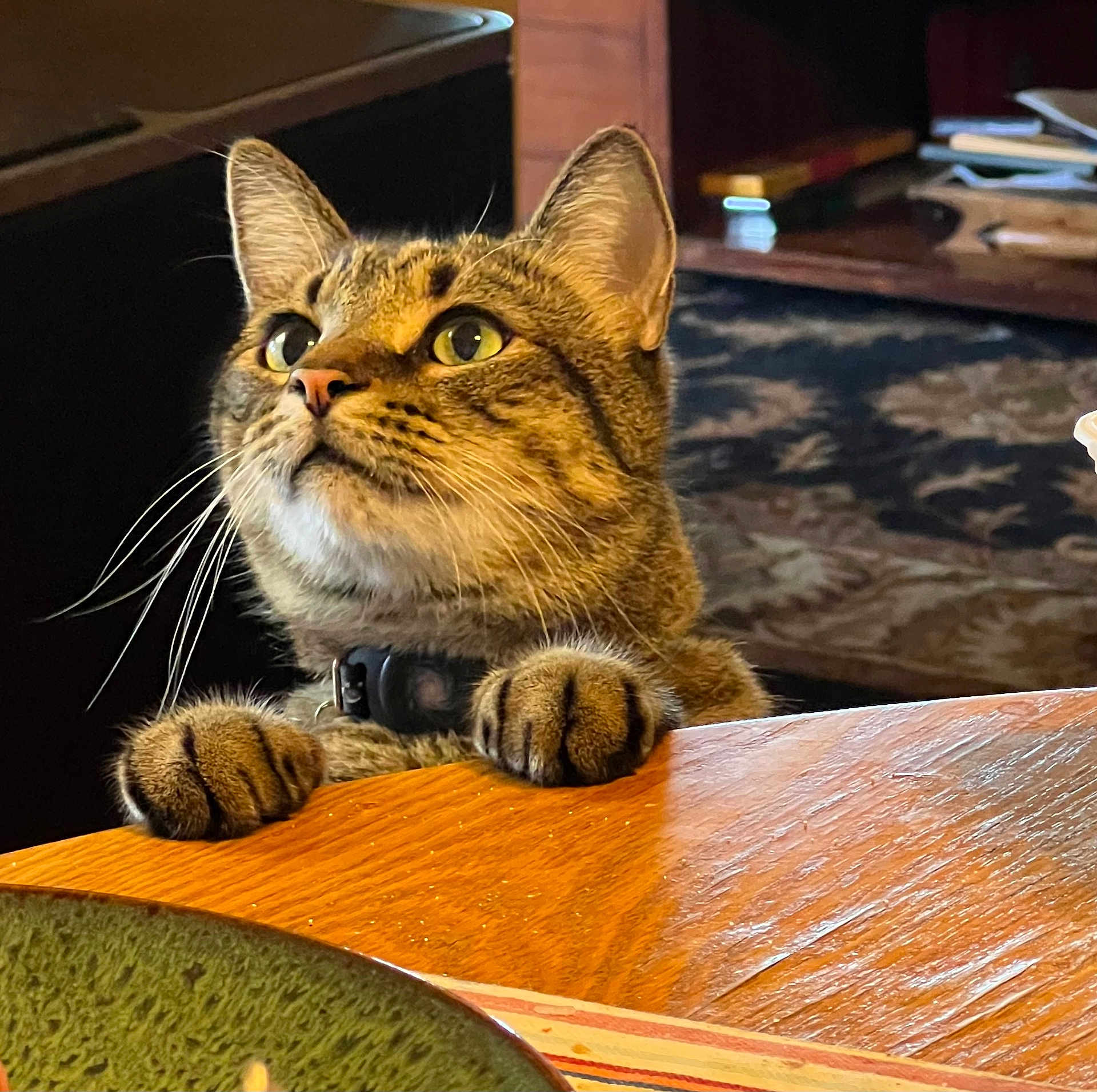 Biggy joined the competition — help win amazing prizes! cat, tabby, indoor, wooden_table, paws, curious, green_eyes, collar, pet, feline, whiskers, closeup, fur, animal, domestic, looking_up, table_edge, cozy, home, background