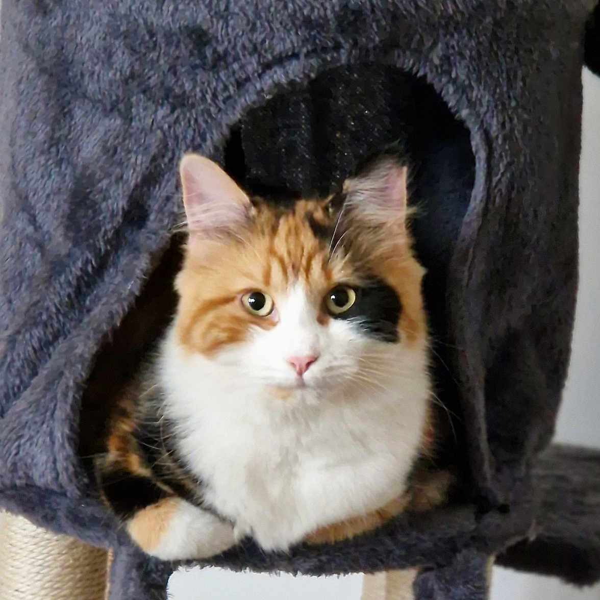 Muezza participe au concours pour gagner de l'argent avec cette photo : cat, calico_cat, pet, animal, feline, indoor, cat_condo, cozy, fur, ears, whiskers, cute, relaxed, looking, resting, home, household, scratching_post, soft, curious