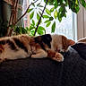 Muezza a rejoint le concours — aidez-le/la à gagner de superbes lots ! cat, calico, sleeping, couch, indoor, plant, window, leafy_plant, resting, fur, pet, home, cozy, relaxing, quiet, nature_indoor, domestic, animal, feline, peaceful
