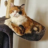 Muezza a rejoint le concours — aidez-le/la à gagner de superbes lots ! cat, calico, cat_tree, furry, pet, animal, indoor, relaxed, yellow_eyes, hammock, fur, whiskers, paw, cute, mammal, domestic, resting, cozy, household, feline