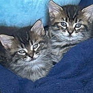 Luna And Lola is registered to the contest to win money with this photo: kitten, cat, tabby, animal, pet, feline, cute, snuggle, blue_blanket, fur, whiskers, ears, eyes, resting, cozy, indoor, portrait, two_animals, young, domestic_cat