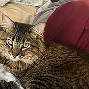 Tiger joined the competition — help win amazing prizes! cat, tabby, fur, pet, animal, bed, blanket, pillow, indoor, resting, cute, whiskers, ears, eyes, sleepy, cozy, feline, domestic, portrait, screenshot