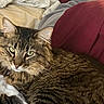 cat, tabby, fur, pet, animal, bed, blanket, pillow, indoor, resting, cute, whiskers, ears, eyes, sleepy, cozy, feline, domestic, portrait, screenshot