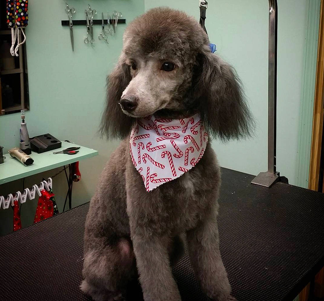 Lennox joined the competition — help win amazing prizes! canidae, carnivore, companion_dog, computer_keyboard, computer_monitor, dog, dog_breed, dog_supply, fawn, fur, grey, liver, pet_supply, poodle, snout, sporting_group, table, toy_dog, water_dog, working_animal