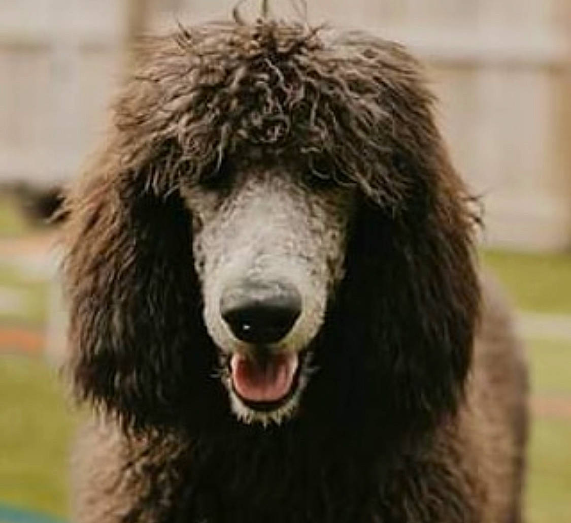 Lennox is registered to the contest to win money with this photo: bear, canidae, carnivore, dog_breed, eye, fang, fur, grass, head, snout, sporting_group, terrestrial_animal, wildlife, working_animal