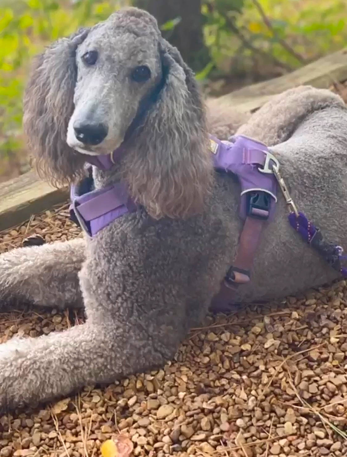 Lennox is registered to the contest to win money with this photo: art, canidae, carnivore, companion_dog, dog, dog_breed, fur, grass, gun_dog, metal, poodle, soil, sporting_group, standard_poodle, terrestrial_animal, water_dog, working_animal, working_dog