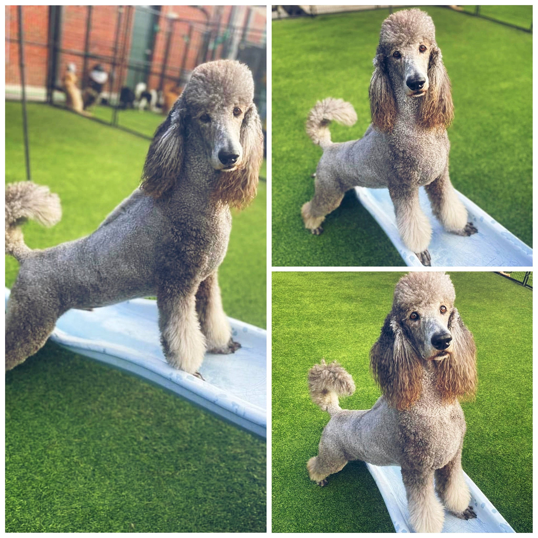 Lennox is registered to the contest to win money with this photo: adaptation, animal_figure, art, carnivore, fur, grass, grassland, green, lawn_ornament, mammal, organism, photograph, plant, sculpture, sitting, snout, statue, terrestrial_animal, vertebrate, wildlife