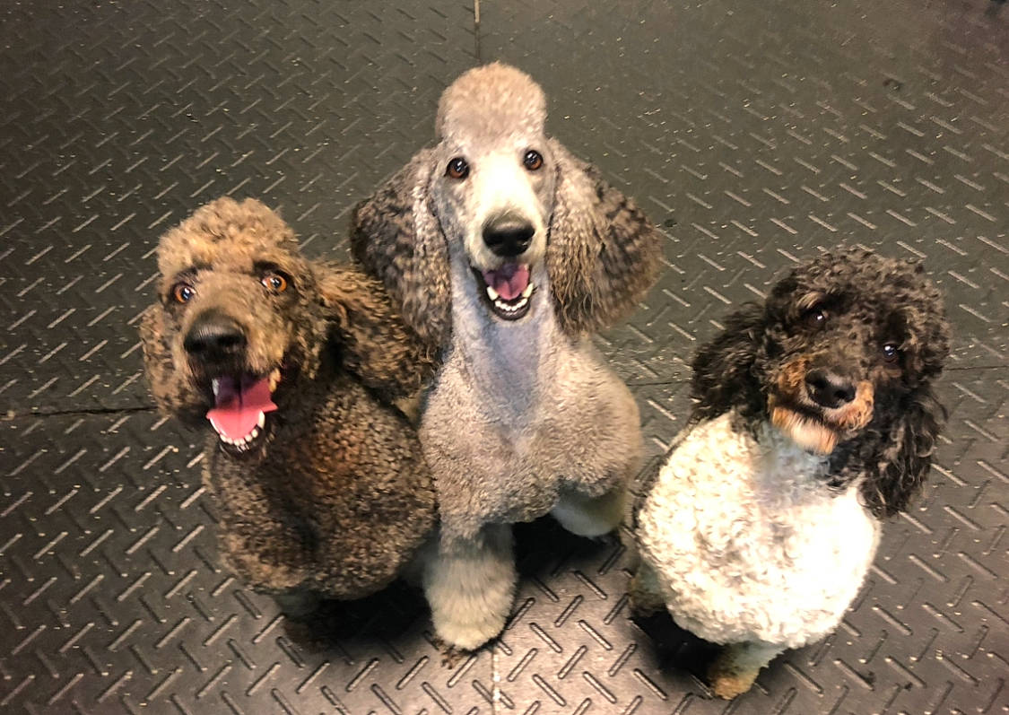 Lennox joined the competition — help win amazing prizes! ancient_dog_breeds, canidae, carnivore, companion_dog, dog, dog_breed, fang, fur, labradoodle, non_sporting_group, paw, smile, snout, sporting_group, standard_poodle, terrestrial_animal, terrier, water_dog, wildlife, yawn