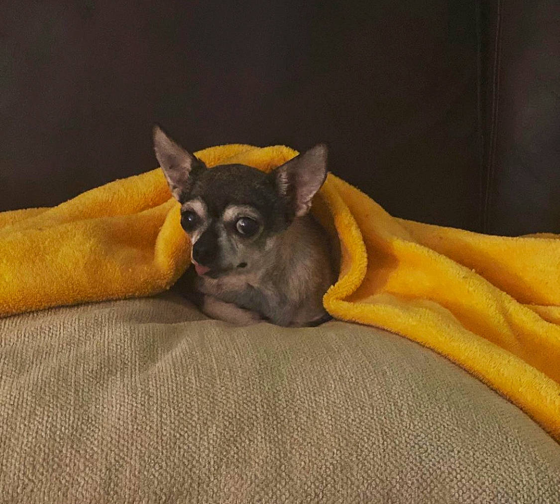 Chi Chi is registered to the contest to win money with this photo: canidae, carnivore, chihuahua, comfort, companion_dog, corgi_chihuahua, dog, dog_breed, dog_supply, fawn, fur, linens, non_sporting_group, paw, snout, sporting_group, terrestrial_animal, toy_dog, whiskers, working_animal