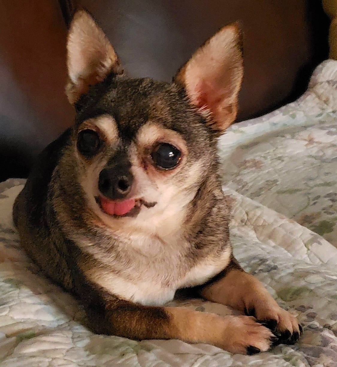 Chi Chi joined the competition — help win amazing prizes! ancient_dog_breeds, canidae, carnivore, comfort, companion_dog, corgi_chihuahua, dog, dog_breed, fawn, fur, paw, puppy, sitting, snout, sporting_group, terrestrial_animal, toy_dog, whiskers, wood, working_animal