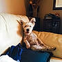 Hector is registered to the contest to win money with this photo: dog, couch, pillow, indoor, pet, relaxed, home, furniture, cream_color, cozy, small_dog, tongue_out, decor, vase, dried_flowers, wooden_furniture, telephone, shadow, light, casual