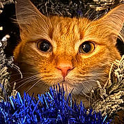 Semore is registered to the contest to win money with this photo: cat, ginger_cat, close_up, face, eyes, whiskers, tinsel, frosted_branches, holiday, festive, curious, pet, animal, fur, cute, indoors, macro, orange, nose, portrait