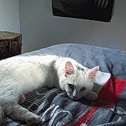 Gaïa a rejoint le concours — aidez-le/la à gagner de superbes lots ! animal, bed, blanket, cat, cozy, ear, feline, indoor, looking, lying_down, paw, pet, poster, relaxed, resting, room, sleepy, soft_light, wall, white_cat