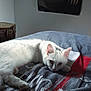 animal, bed, blanket, cat, cozy, ear, feline, indoor, looking, lying_down, paw, pet, poster, relaxed, resting, room, sleepy, soft_light, wall, white_cat