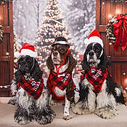 Murphy Dawn Nikki is registered to the contest to win money with this photo: dog, holiday, christmas, santa_hat, plaid, bandana, winter, snow, decorations, wreath, christmas_tree, festive, pet, indoor, couch, portrait, cute, costume, celebration, three_dogs