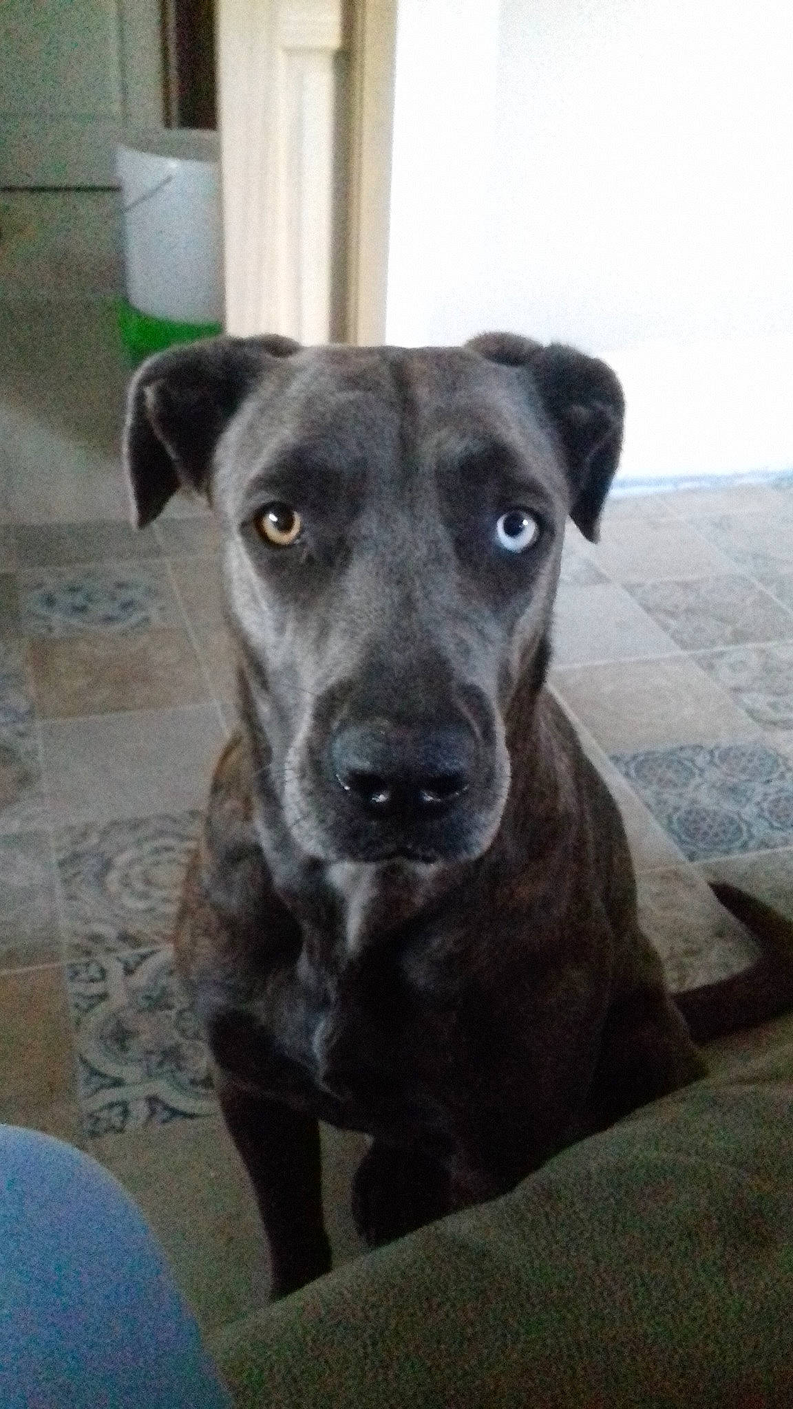 Wyllia a rejoint le concours — aidez-le/la à gagner de superbes lots ! american_pit_bull_terrier, borador, canidae, carnivore, dog, dog_breed, fawn, labrador_retriever, mammal, mountain_cur, potcake_dog, rare_breed_dog, snout, sporting_group, street_dog, vertebrate, whiskers