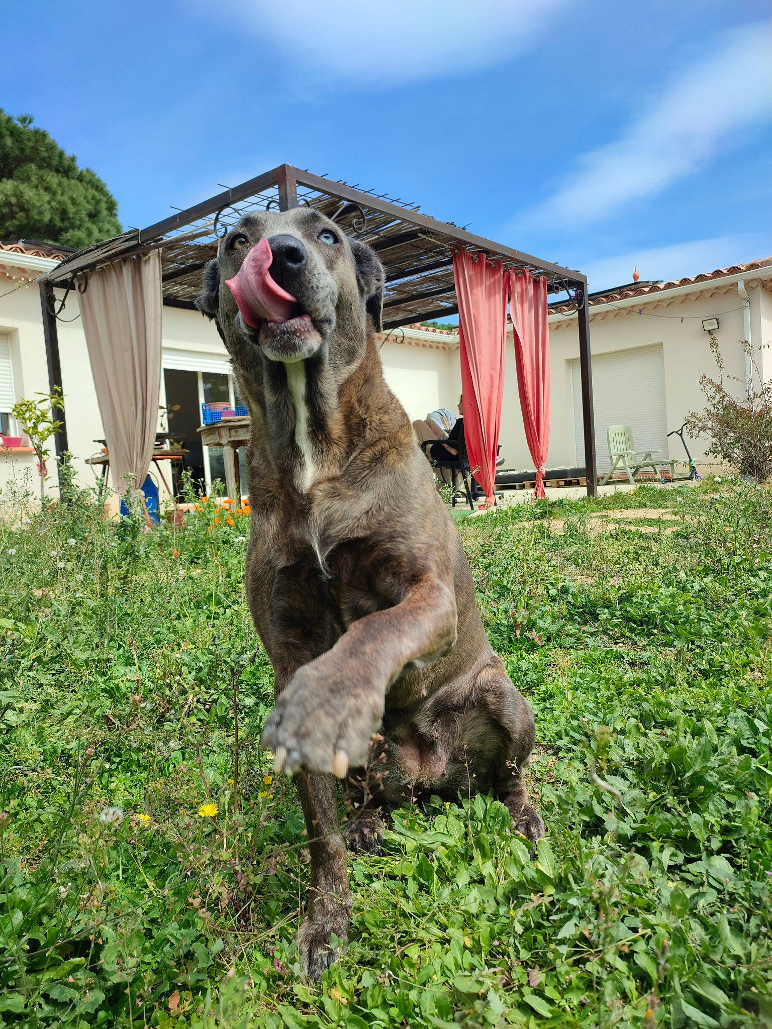 Wyllia participe au concours pour gagner de l'argent avec cette photo : art, carnivore, cloud, dog, dog_breed, fawn, grass, landscape, monument, plant, sculpture, sky, snout, soil, sporting_group, statue, tail, terrestrial_animal, tree, working_animal